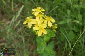 Hypericum montanum